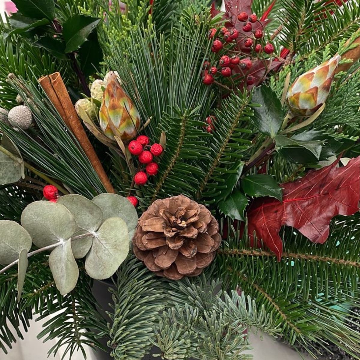 Christmas Plant Christmas Plant